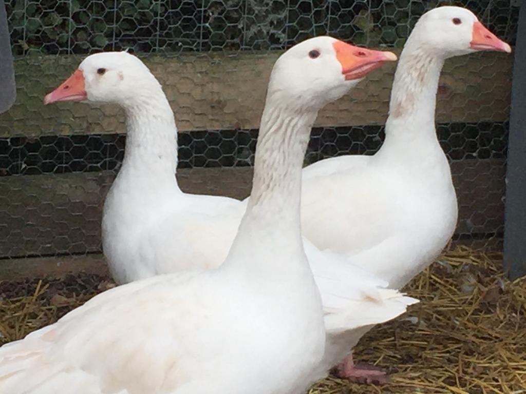 Willow Court Farm Studio West & Petting Farm, 8 Mins To Legoland & Windsor, 15 Mins To Lapland Uk Villa Buitenkant foto