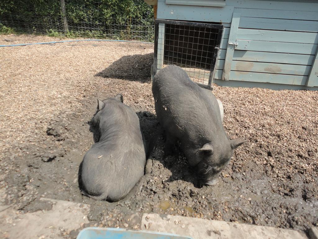 Willow Court Farm Studio West & Petting Farm, 8 Mins To Legoland & Windsor, 15 Mins To Lapland Uk Villa Buitenkant foto