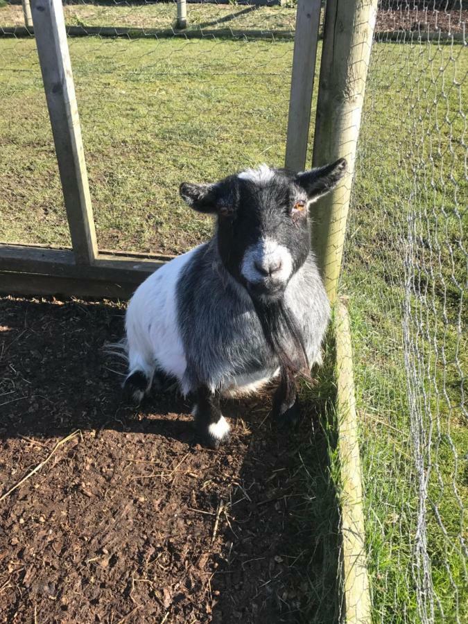 Willow Court Farm Studio West & Petting Farm, 8 Mins To Legoland & Windsor, 15 Mins To Lapland Uk Villa Buitenkant foto